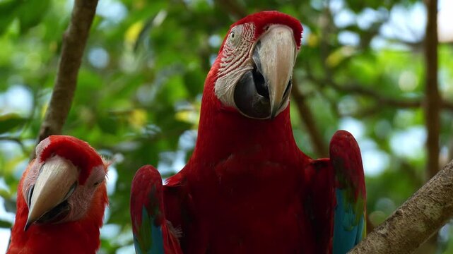 Close up shot of a Scarlet Macaw (Ara macao) and a Red-and-green Macaw (Ara chloropterus) rest on the tree branch.