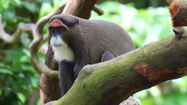 A De Brazza's Monkey (Cercopithecus neglectus) rests on a tree limb under the leafy canopy, looking around the surroundings, close up shot.