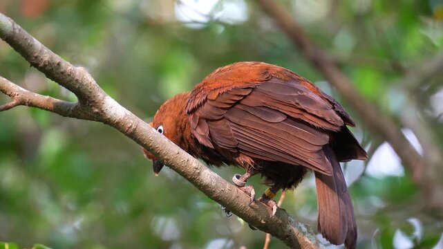 Close up shot of a female Andean Cock-of-the-rock (Rupicola peruvianus) perches on a tree branch, preening and grooming her plumage.