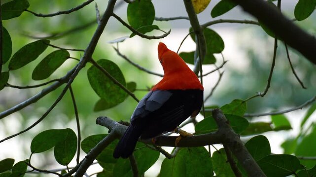 A male Andean cock-of-the-rock (Rupicola peruvianus) perches on a tree branch under the lush canopy, and curiously looks around the surroundings, close up shot.