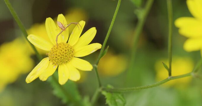 Crab Spider camouflaged on yellow flower; slow motion ambush behaviour during monsoon season