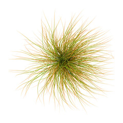 Obraz premium 3d Rendering Of New zealand hair sedge on Transparent Canvas from the top view