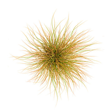 3D rendering of New zealand hair sedge plant on transparent background from the top view