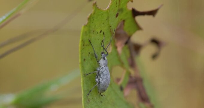 Silver Weevil basking on a green leaf; iridescent snout and body texture of metallic scales in winter morning light