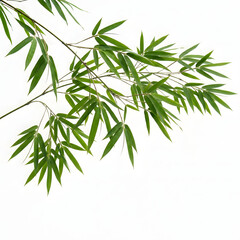 Fototapeta premium Green bamboo branch with leaves on white background