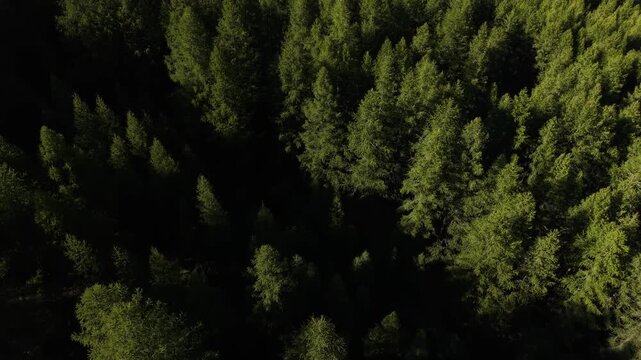 Aerial flyover over the forest near the alpine village of Arolla, Switzerland with on a sunny summer day in the Swiss Alps