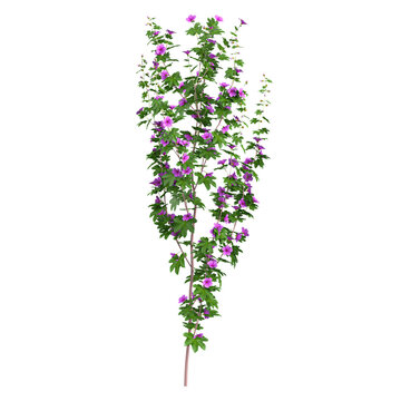 3D rendering of Vernonia Elliptica Creeper plant on transparent background