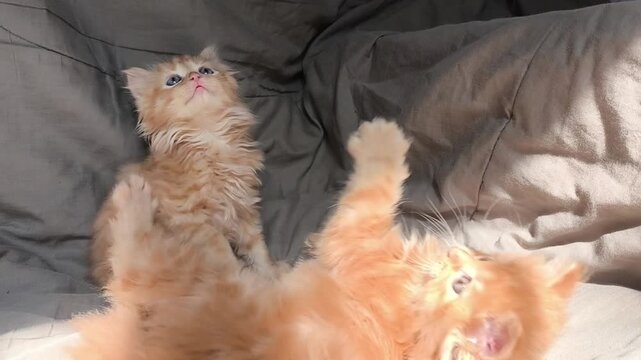 Two Ginger Kittens Playing Together. Adorable Pet Interaction Video