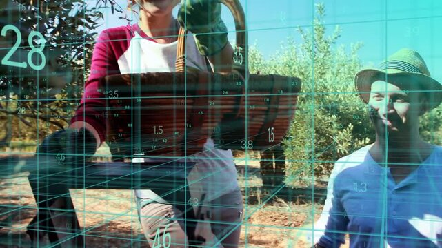 Woman entering, lifting basket, picking olives for farming, teal grid tracking yield, man steadying