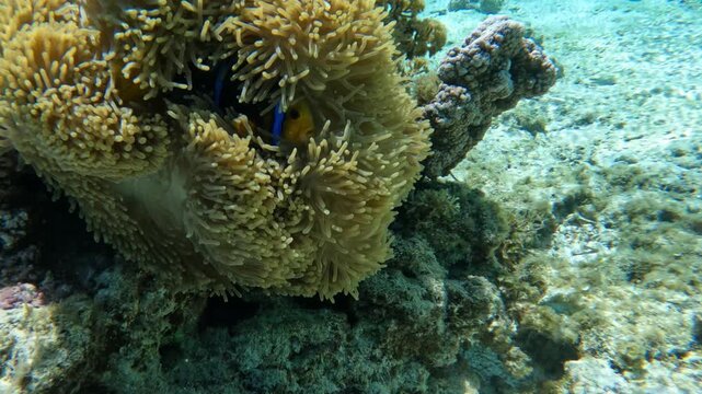 Clark&rsquo;s anemonefish - Amphiprion clarkii - hides inside a tropical sea anemone on shallow coral reef. Symbiotic reef fish protected among anemone tentacles in lagoon water.