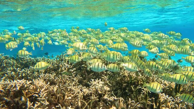 Large school of convict surgeonfish - Acanthurus triostegus - swims above shallow coral reef in clear tropical lagoon water. Peaceful paradise reef scene under surface light.