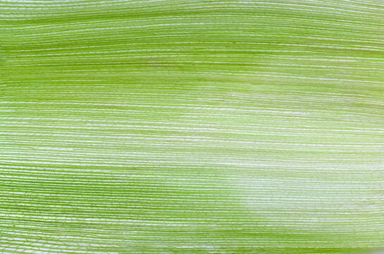 close up on fresh green corn husk texture