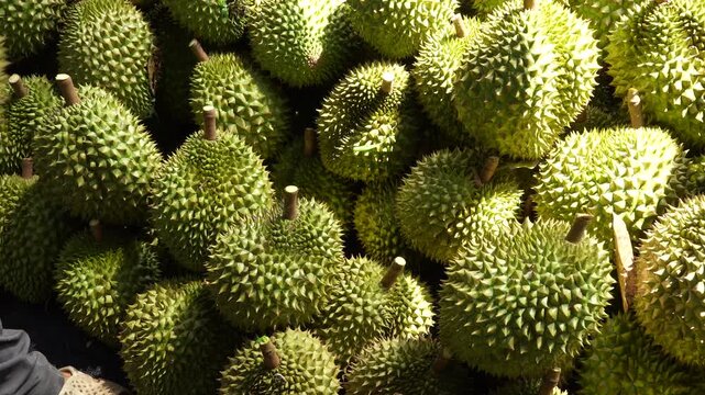 Close-up of a worker's hands stacking Vietnamese Ri6 durians into a large pile.