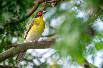 Obraz premium Australasian Figbird - Sphecotheres vieilloti, beautiful colored medium-sized passerine bird native to wooded habitats in northern and eastern Australia and New Guinea.