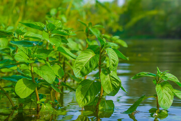 closeup heap of mentha palustris plants growth in water near a coast © Yuriy Kulik