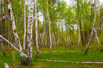 spring green forest glade natural scene © Yuriy Kulik