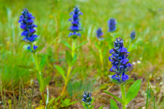 heap of wild flowers among gren grass