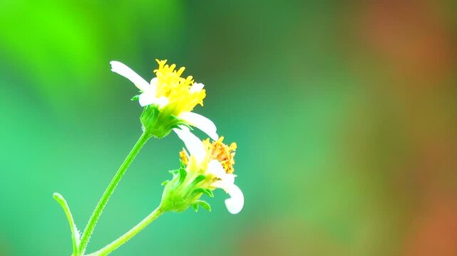 Close-up of a butterfly feeding on a small wildflower, showing delicate wings and fine details against a soft green background, capturing calm natural behavior and vibrant outdoor life.