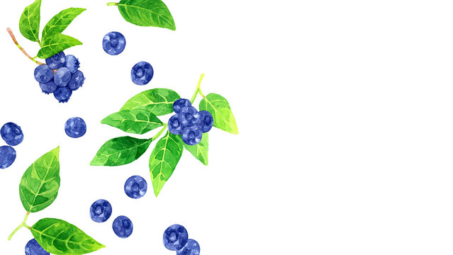 ブルーベリーの果実と葉っぱの背景　手描き水彩イラスト素材