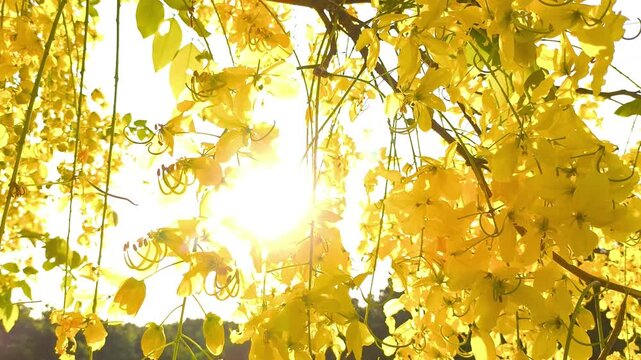  Golden shower tree flowers, outdoor Chiangmai Thailand.