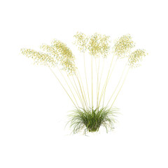 Fototapeta premium collection of Chinese Giant feather grass on transparent canvas