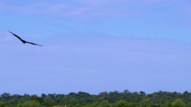 Black vulture flies along blue sky on the lookout Brazil.