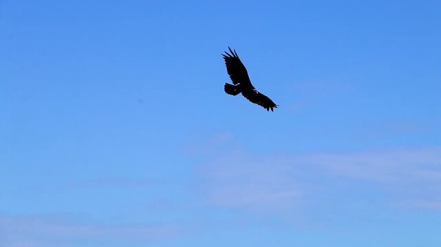 Black vulture flies along blue sky on the lookout Brazil.