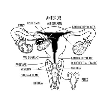 Diagram of human male reproductive system with anatomical labels