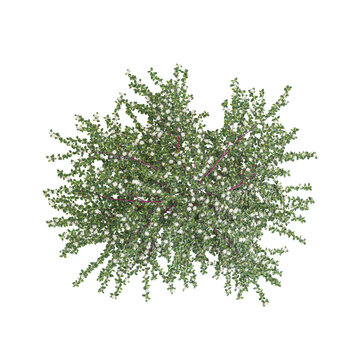 collection of Coral beauty cotoneaster plant with realistic style from top view