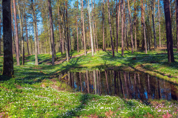  Wiosna na Warmii. © Janusz Lipiński