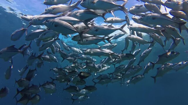 School of Bigeye Trevally Circling and Dispersing in Ocean
