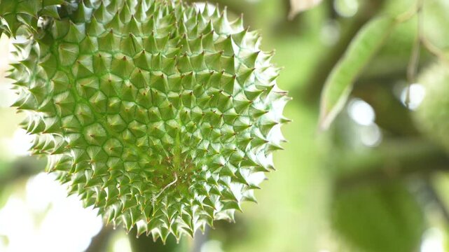 Low angle close-up of the thorn texture at the bottom of Vietnamese Ri6 durian.