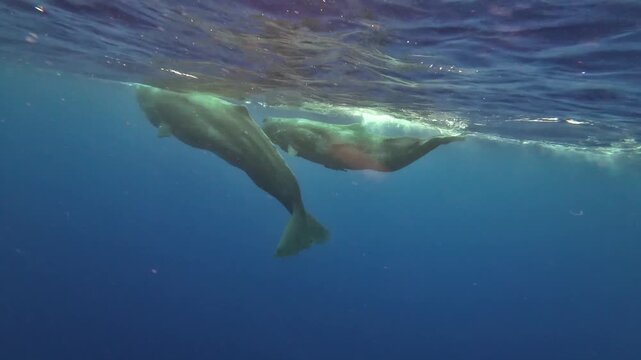 Two Sperm Whales Swimming and Descending Beneath Ocean Surface