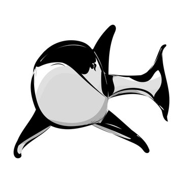 Orca