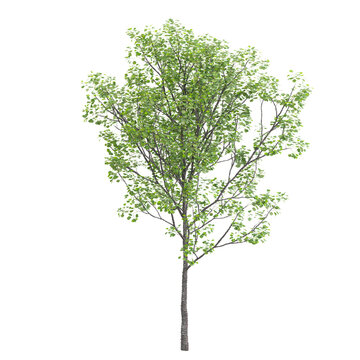 collection of European aspen plant on transparent canvas