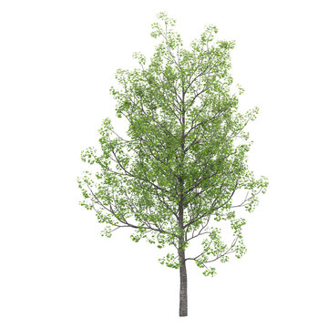 collection of European aspen plant with realistic style