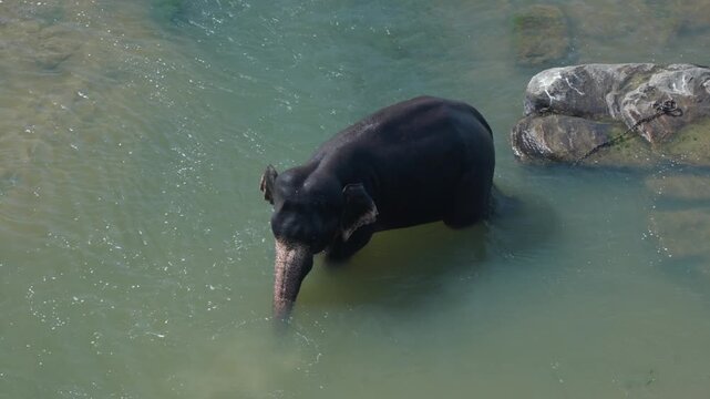 A large dangerous male Asian elephant swims in a river tied with a chain for the safety of tourists