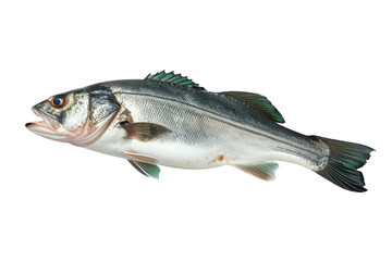 Naklejka premium Sea Bass Fish Swimming with Detailed Scales and Fins Isolated on Transparent Background