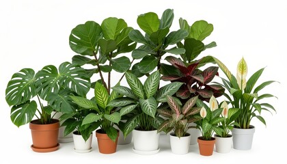Fototapeta premium Collection of Green Tropical Plants Isolated on White Background