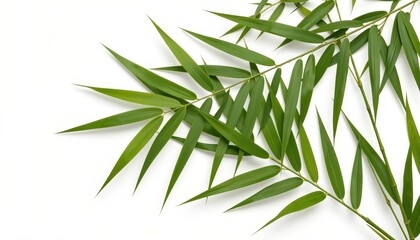 Fototapeta premium Green Bamboo Leaves Botanical Arrangement Isolated on White Background