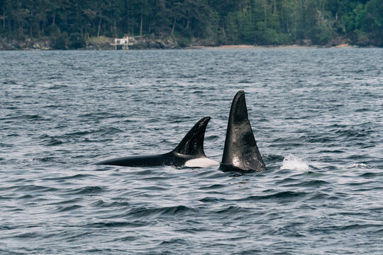 Bigg's Killer Whales T123, Sidney, and her son T123A, Stanley