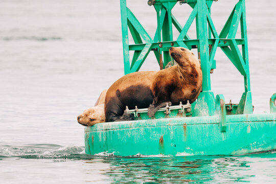 Full length view of two Steller sea lions on a channel marker