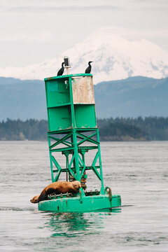Two sea lions and cormorants on a channel mark in front of Mount Baker