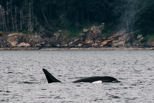 Bigg's Killer Whale T420 in Samish Bay