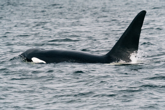 Transient Orca T123A, Stanley, in the Salish Sea