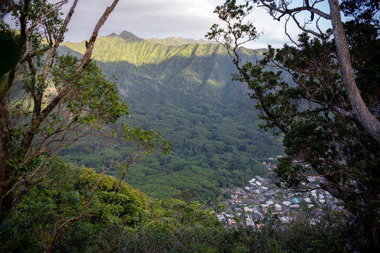 Sunlight filtering through tropical trees in a lush Manoa valley