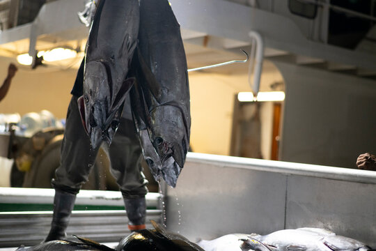 Large whole ahi tuna being offloaded from a boat at Pier 38