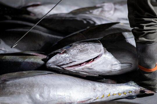 Worker unloading fresh ahi tuna on the dock at Honolulu Fish Auction