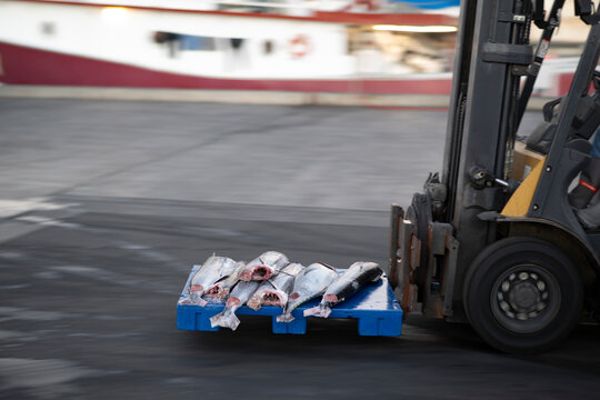 Large whole ahi tuna on a blue pallet being moved by a forklift