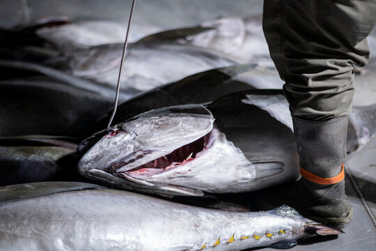 Worker moving fresh ahi tuna at Honolulu Fish Auction